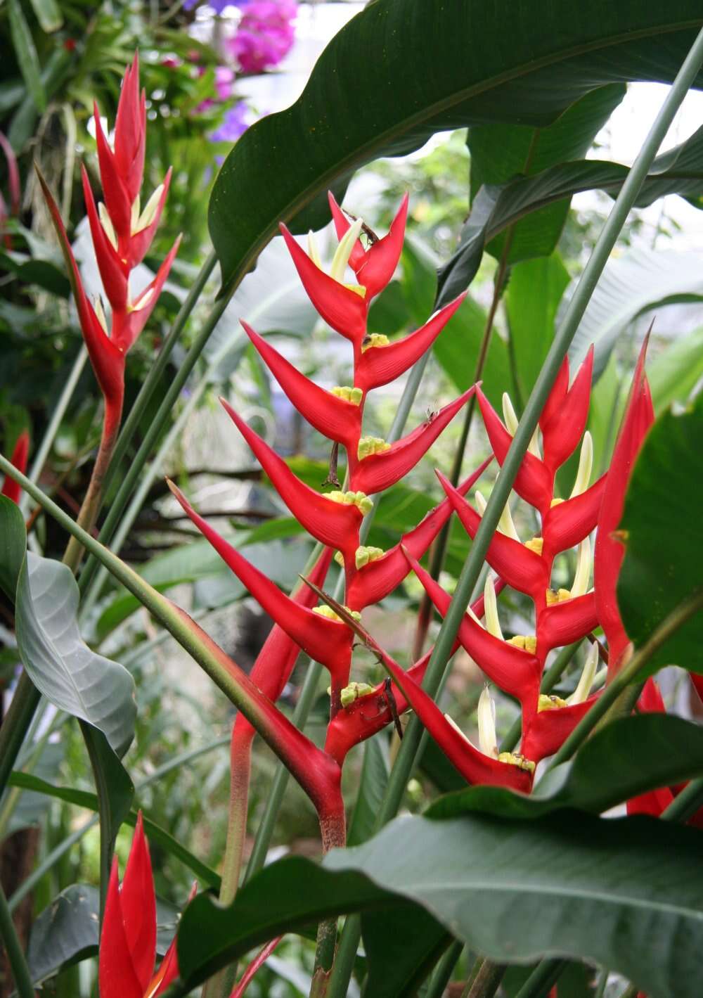 Image of Heliconia angusta Vell.