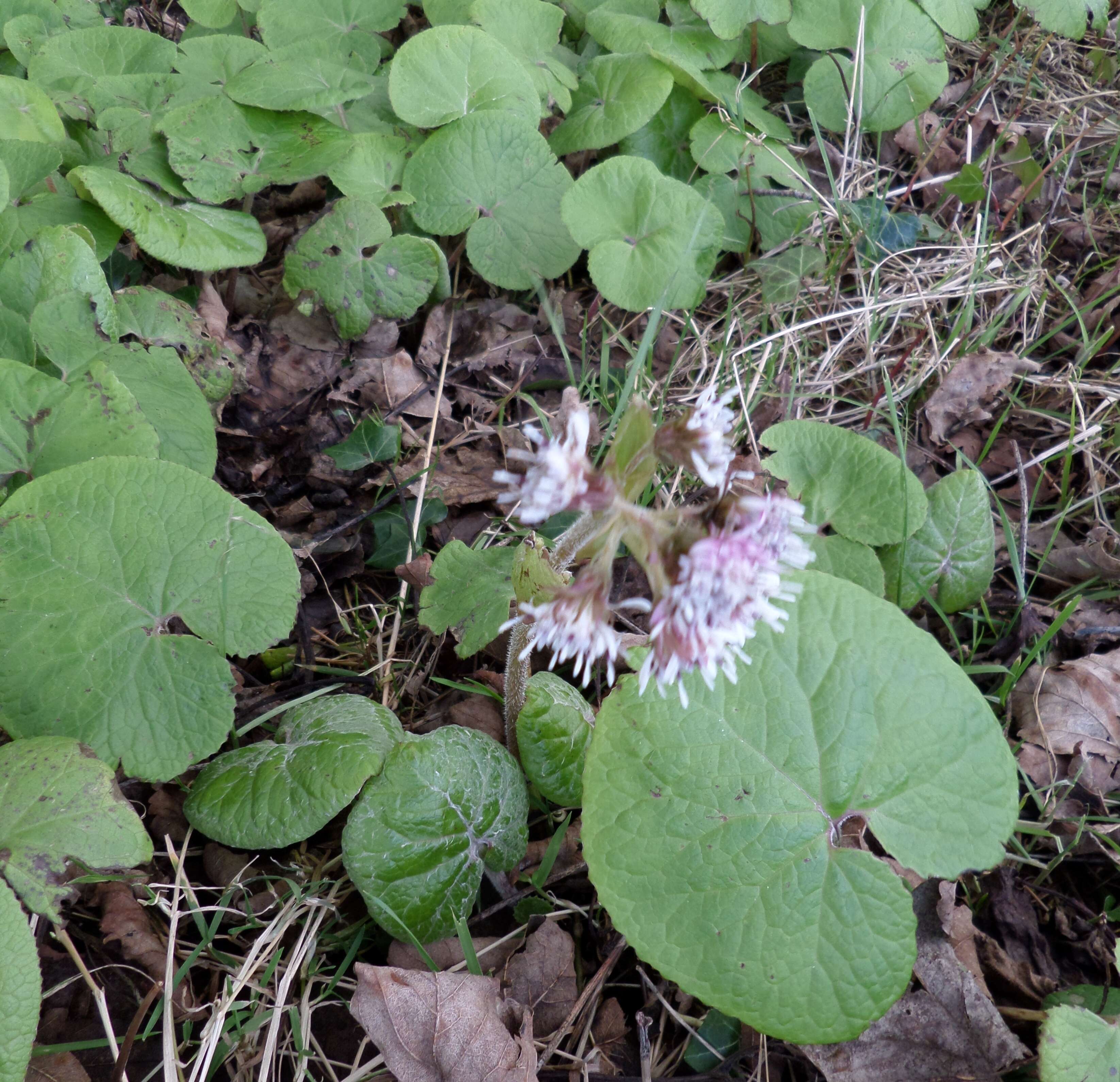 Image of Winter heliotrope