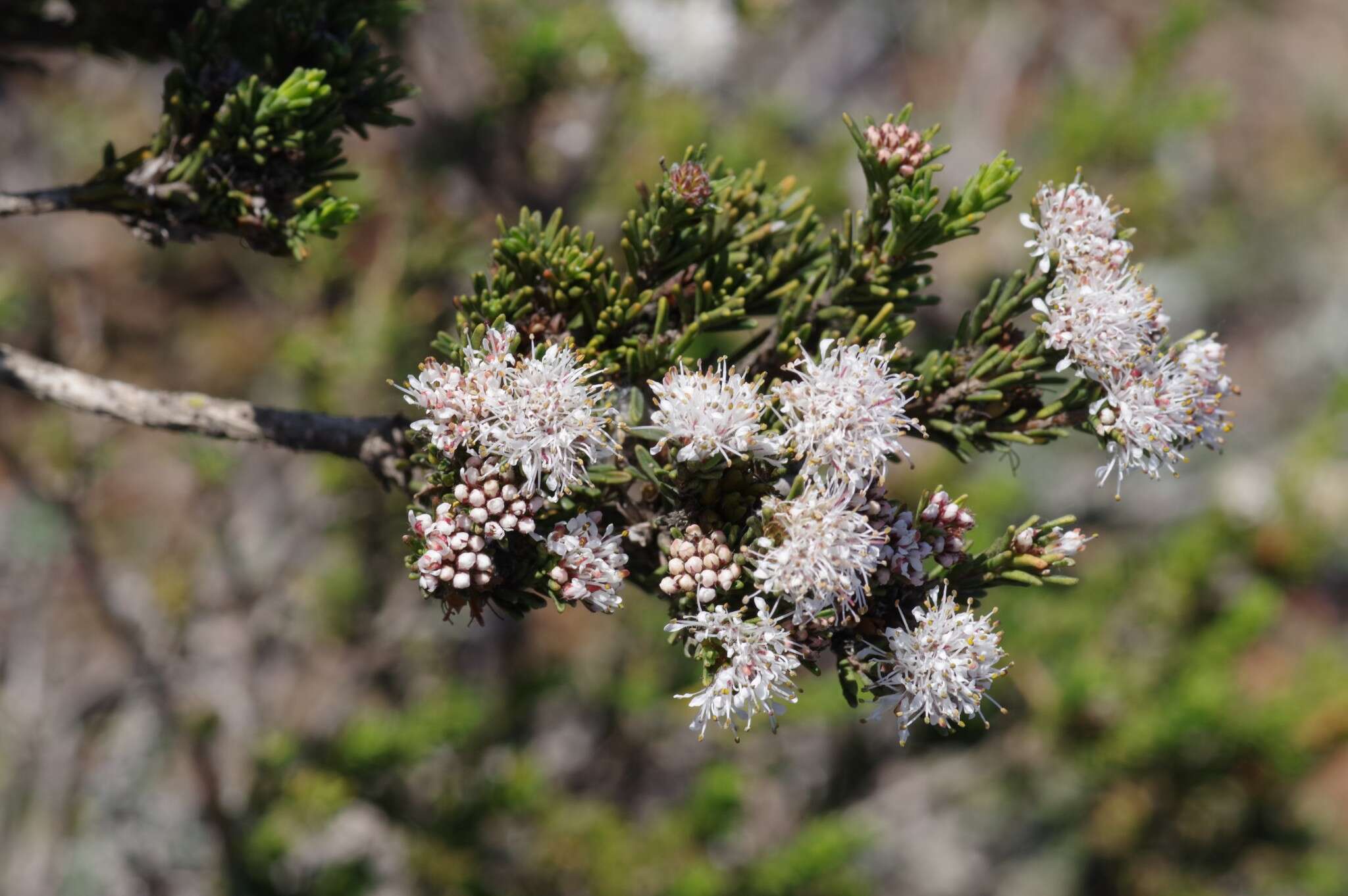 Image of Agathosma gonaquensis Eckl. & Zeyh.