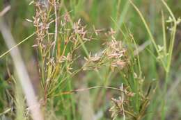 Image of Le Conte's Flat Sedge