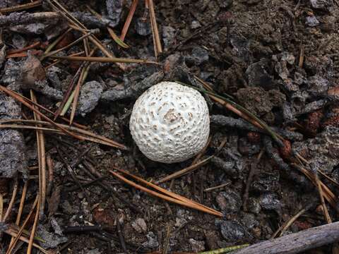 Imagem de Lycoperdon subcretaceum (Zeller) Jeppson & E. Larss. 2010