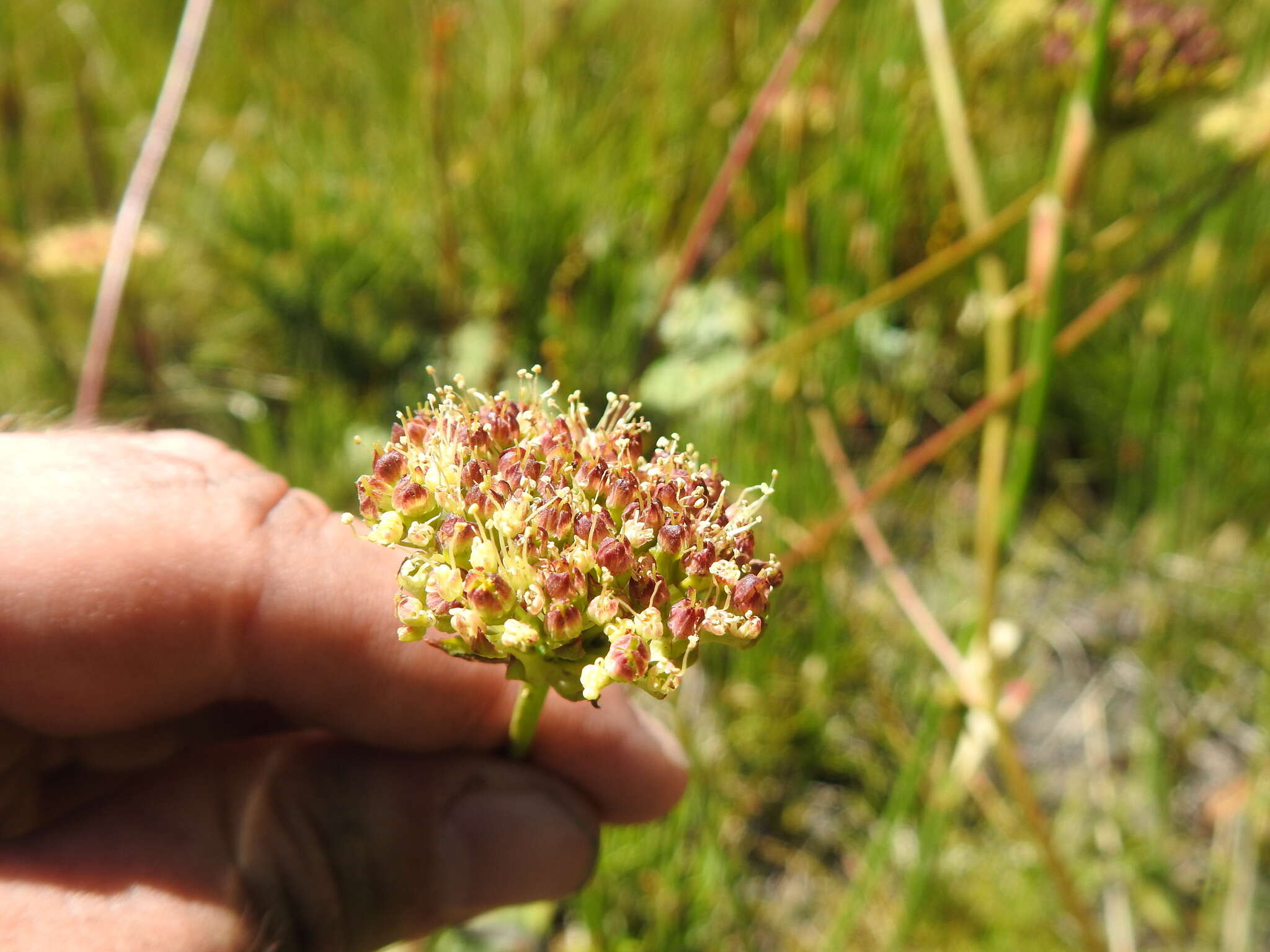 Image of Hermas ciliata L. fil.