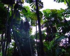 Image of Licuala fan palm