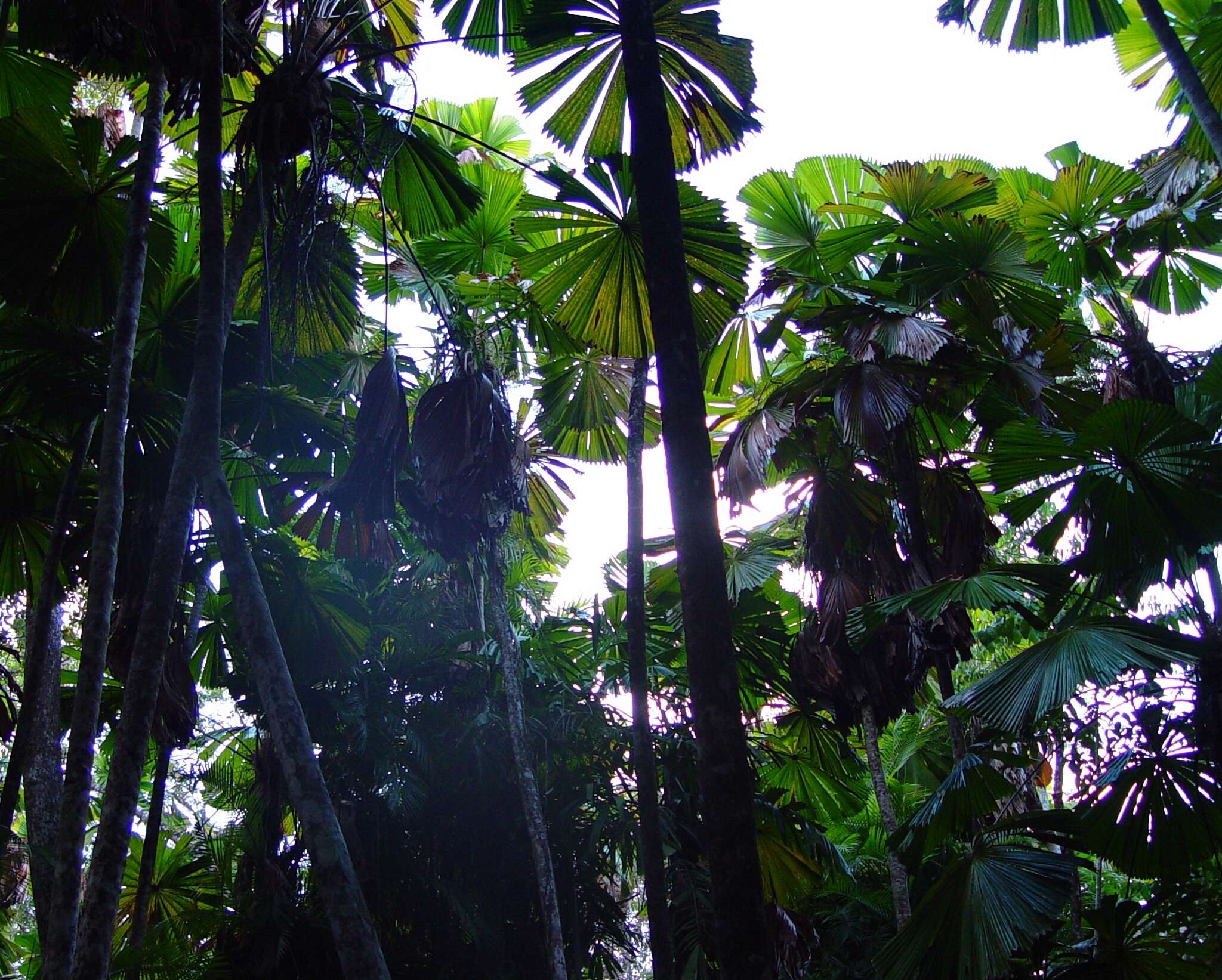 Image of Licuala fan palm