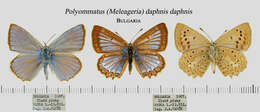 Image of Polyommatus daphnis