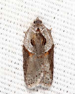 Image of Acleris maculidorsana Clemens 1864