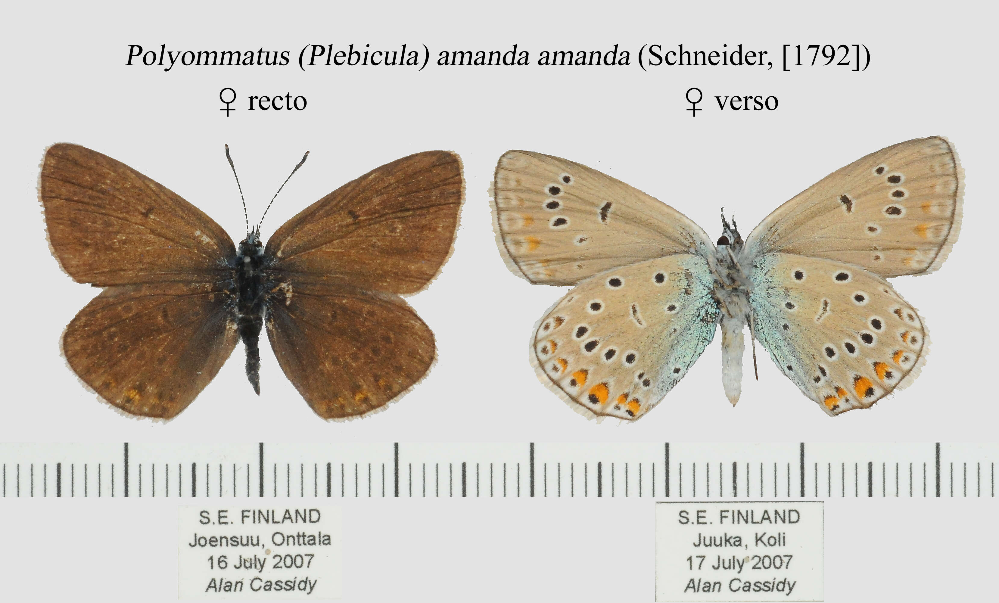 Image of Polyommatus amandus