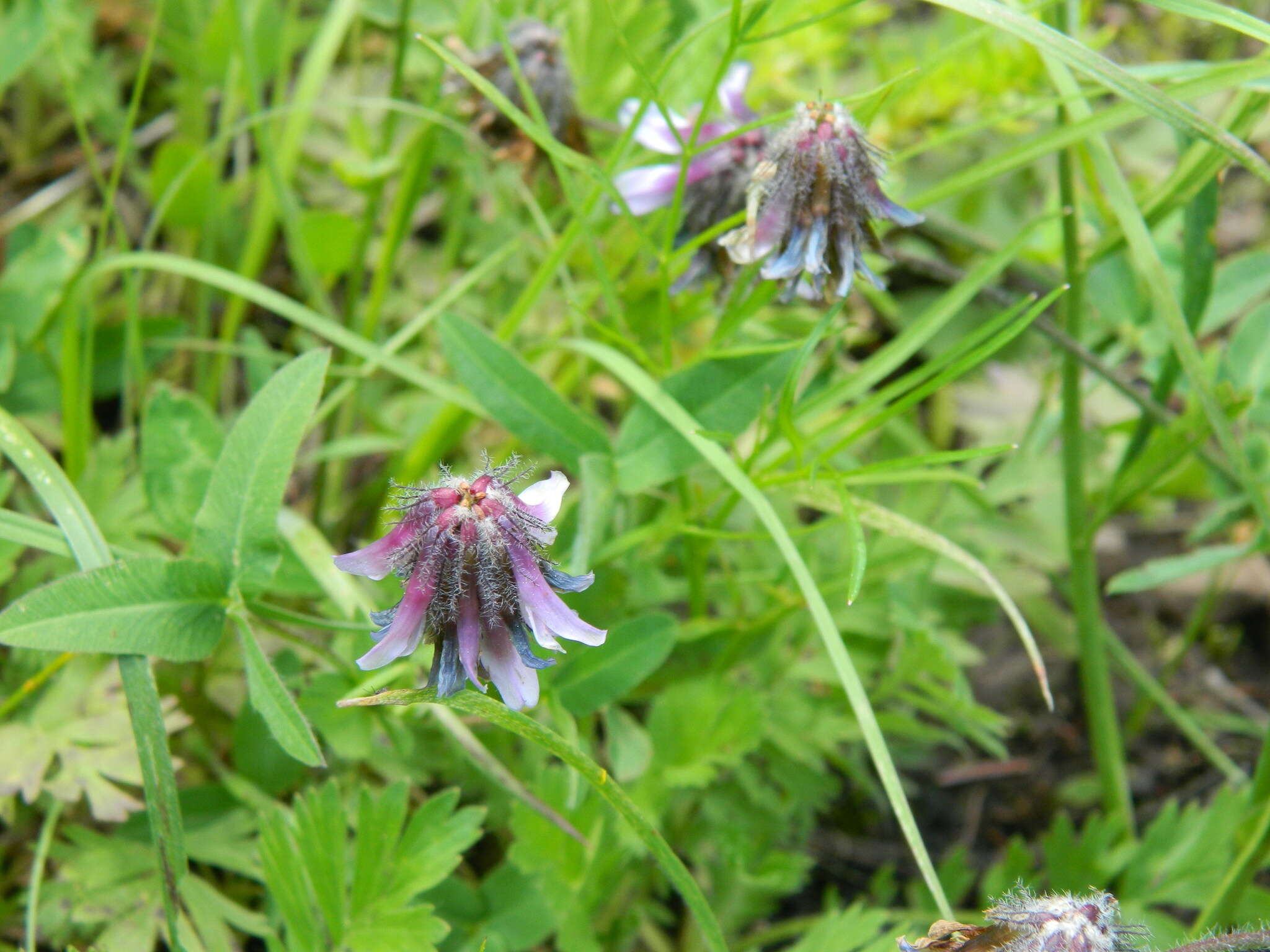 Trifolium eriocephalum subsp. arcuatum (Piper) J. M. Gillett resmi