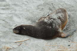 Image of New Zealand sea lion