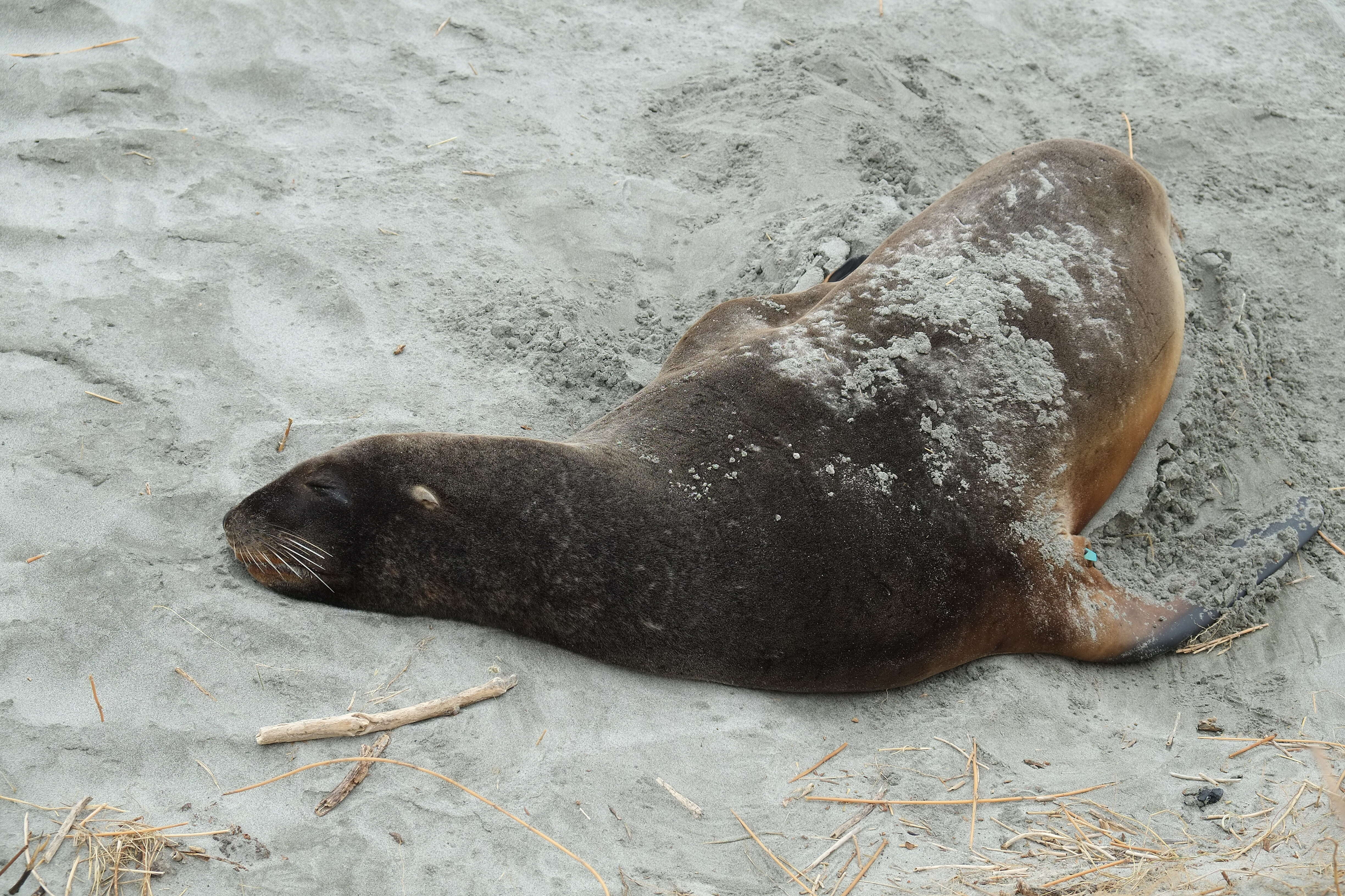 Image of New Zealand sea lion