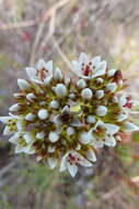 Image of Crassula fallax Friedrich