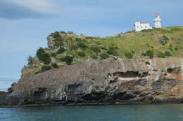 Image of Spotted Shag