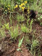 Image of Noxious ragwort