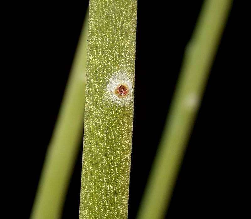 Image of Euphorbia plagiantha Drake