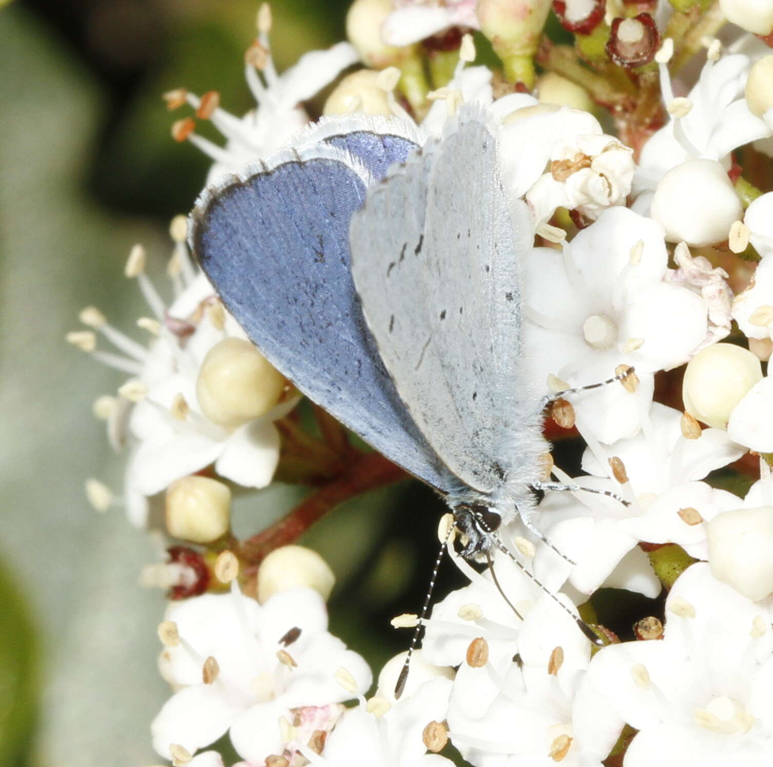 Image of holly blue