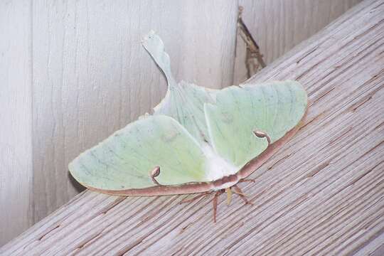 Image of Luna Moth