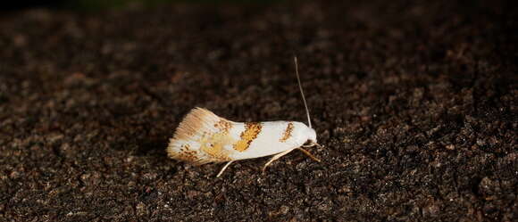 Image of Notodryas vallata Meyrick 1897