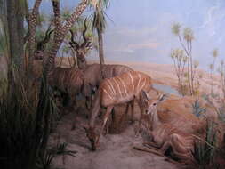 Image of Lesser Kudu