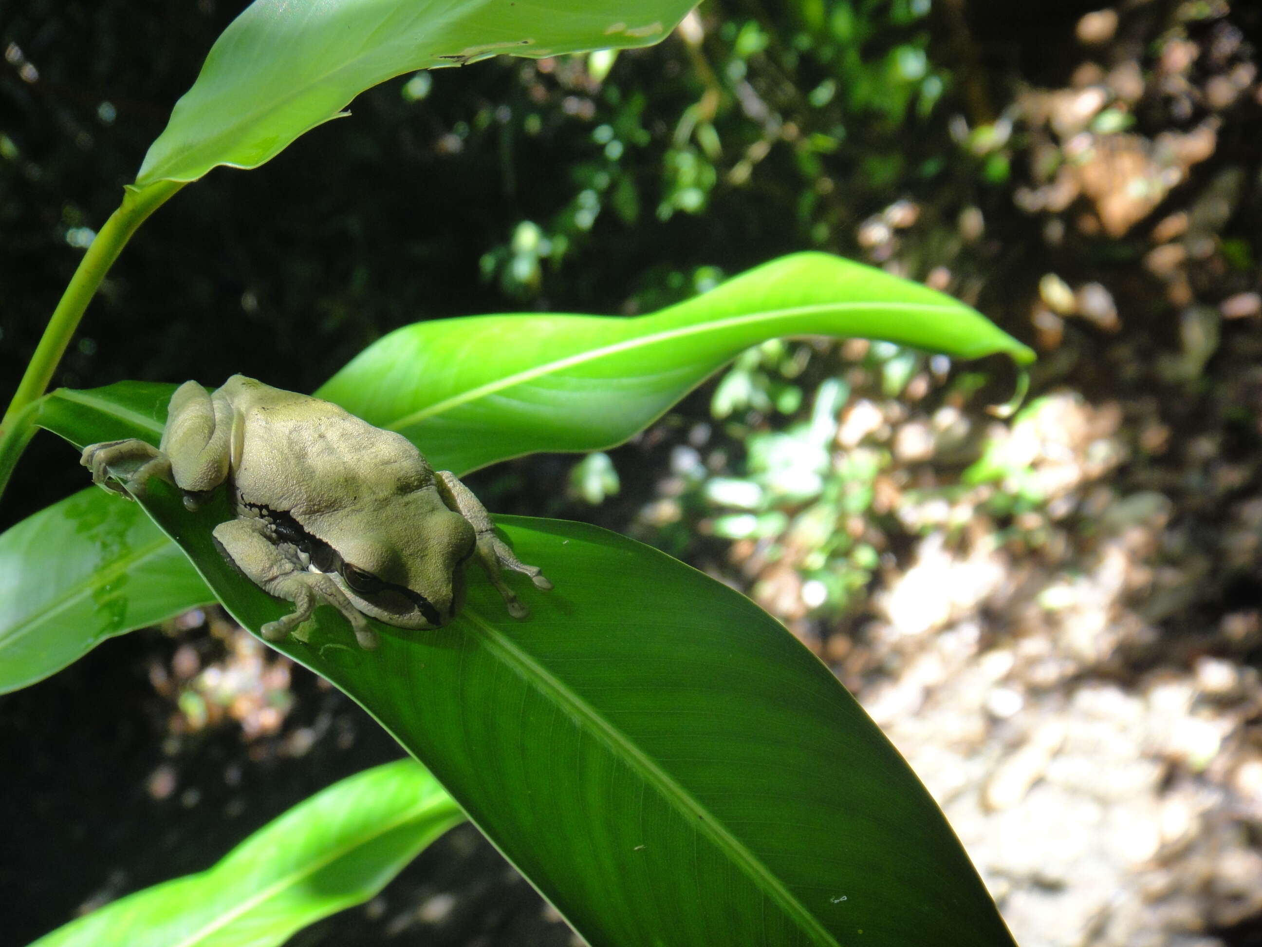 Image of Central American Smilisca