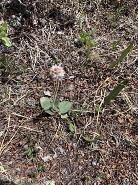 Image of Diamond-Leaf Pseudosaxifrage