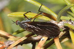 Imagem de Empis borealis Linnaeus 1758