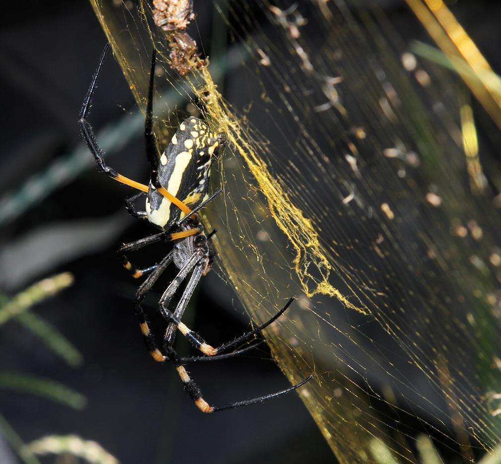 صورة Trichonephila senegalensis (Walckenaer 1841)