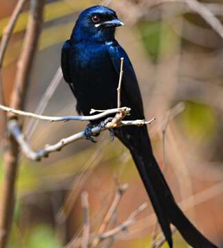 Image of Black Drongo