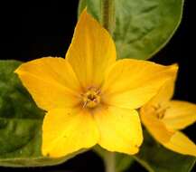 Image of Dotted Loosestrife