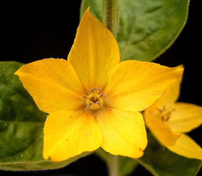 Image of Dotted Loosestrife