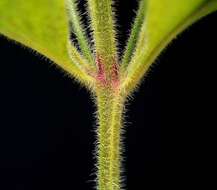 Слика од Lysimachia punctata L.