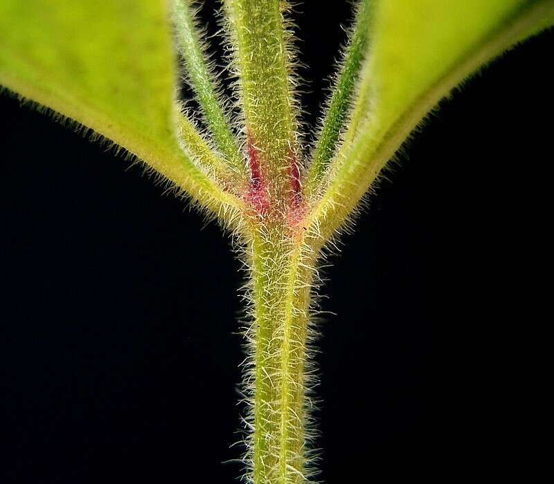 Слика од Lysimachia punctata L.