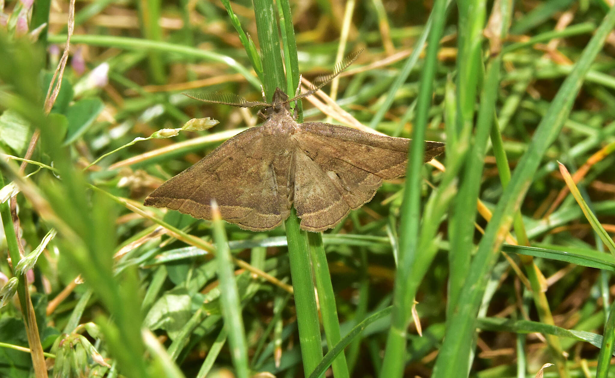 Image of Pechipogo plumigeralis Hübner