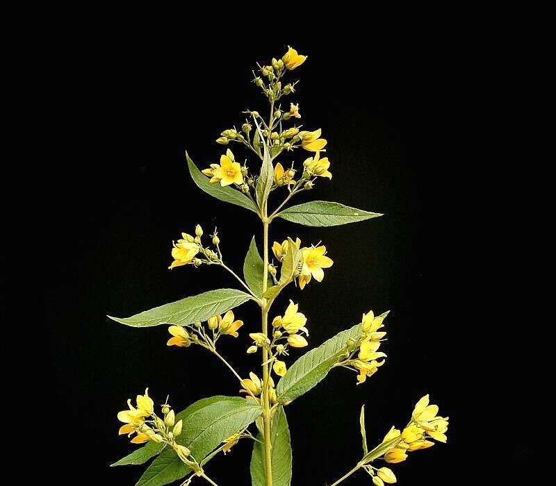 Image of Yellow Loosestrife