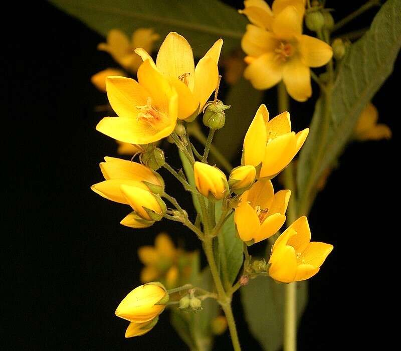 Image of Yellow Loosestrife