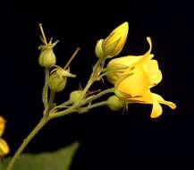 Image of Yellow Loosestrife