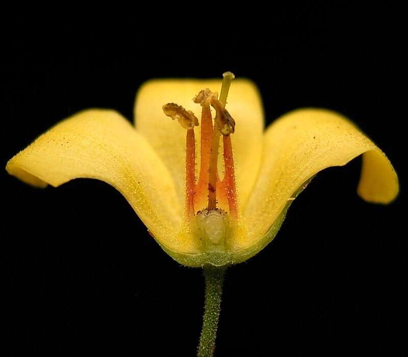 Image of Yellow Loosestrife