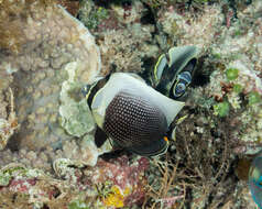 Image of Black Butterflyfish