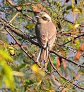 Слика од Tephrodornis pondicerianus (Gmelin & JF 1789)