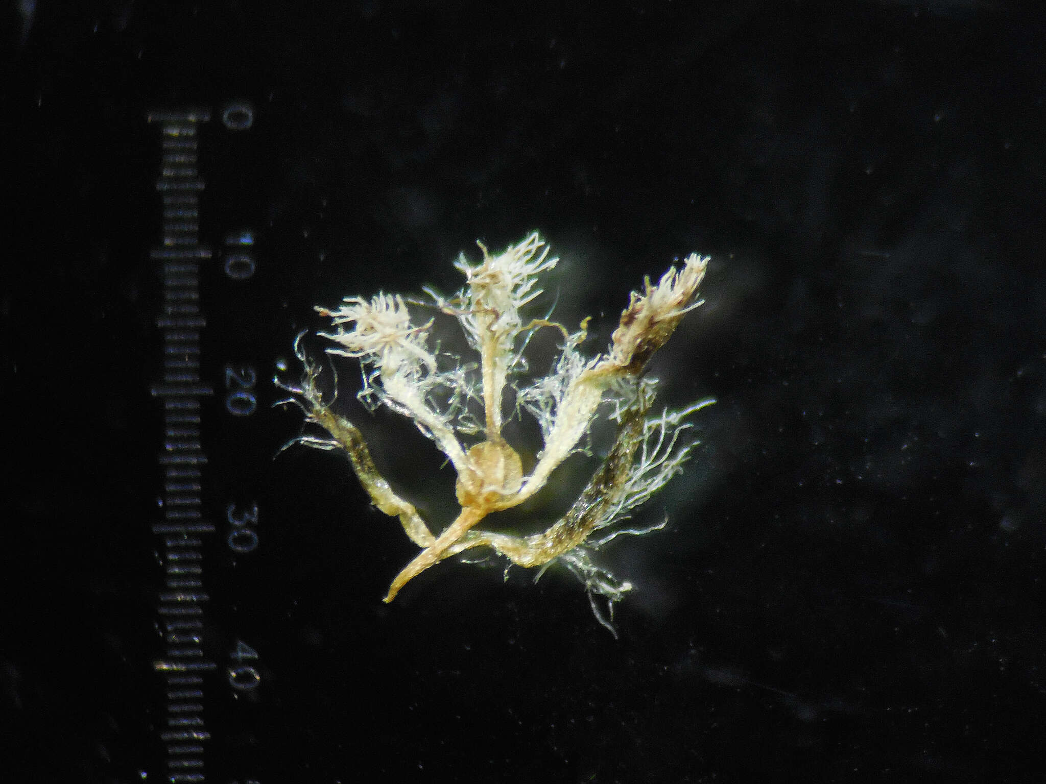 Image de Eriocaulon breviscapum Körn.