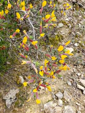 Plancia ëd Cytisopsis dorycniifolia