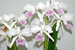 Imagem de Cattleya lawrenceana Rchb. fil.