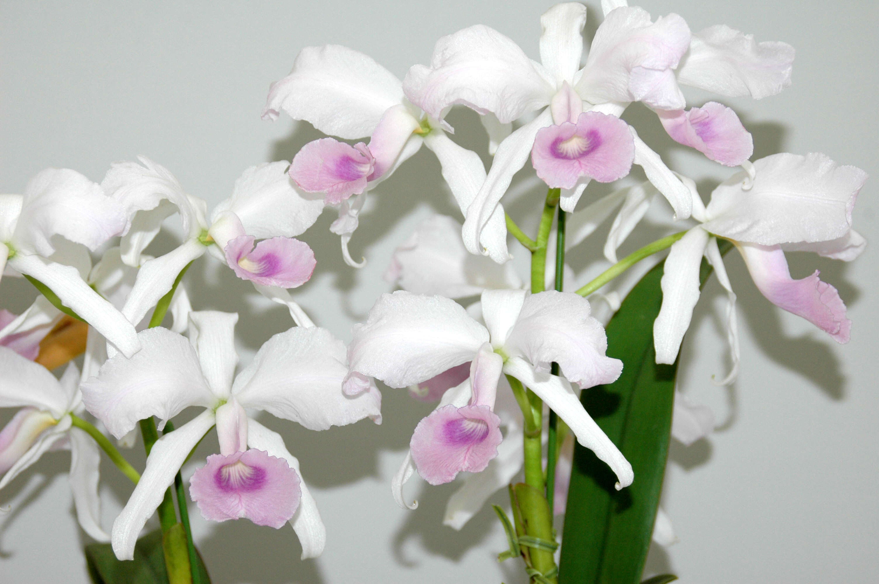 Image of Lawrencian Cattleya