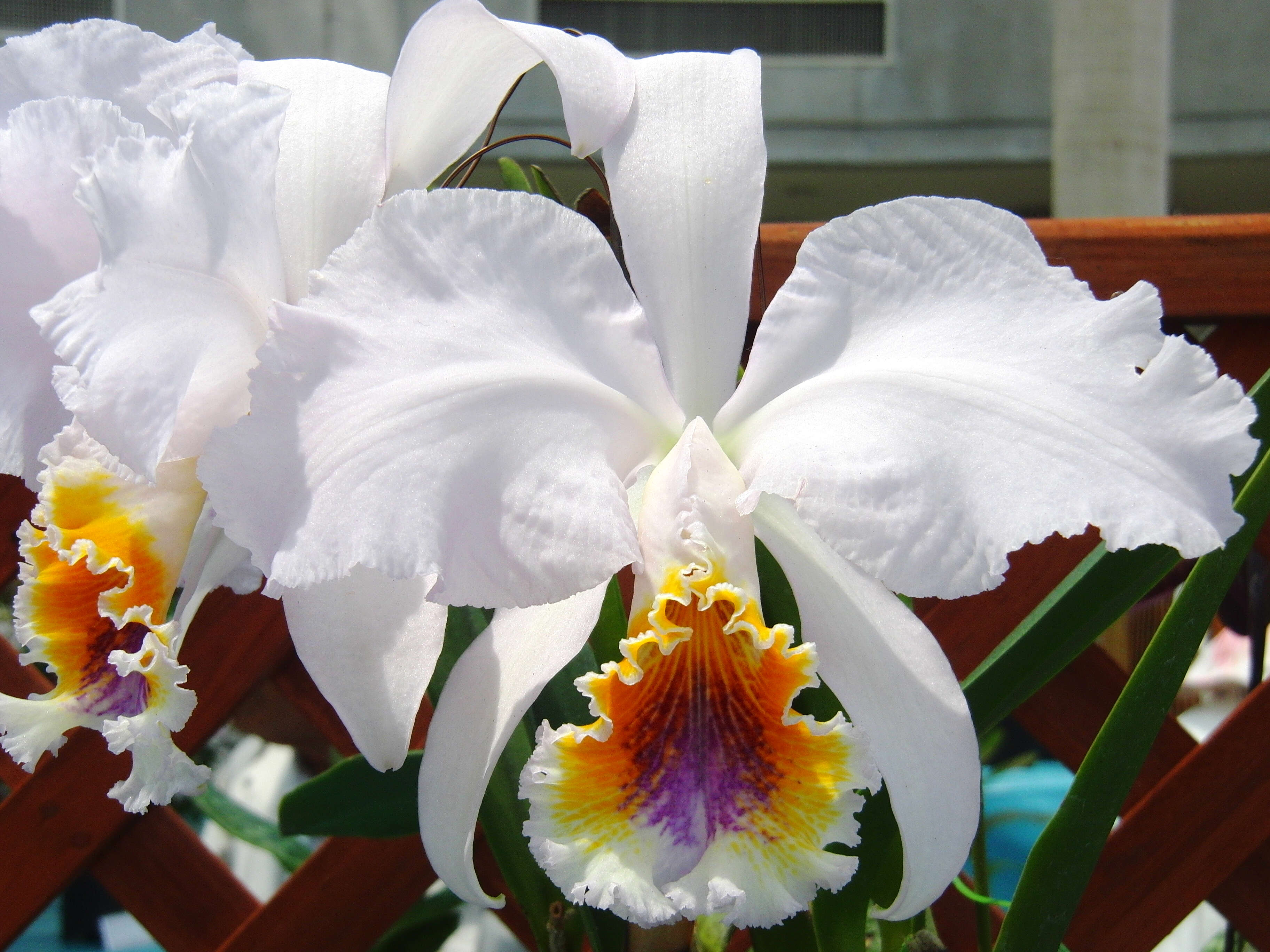 Imagem de Cattleya mossiae C. Parker ex Hook.