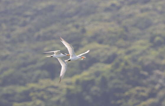 Image of Chinese Crested Tern