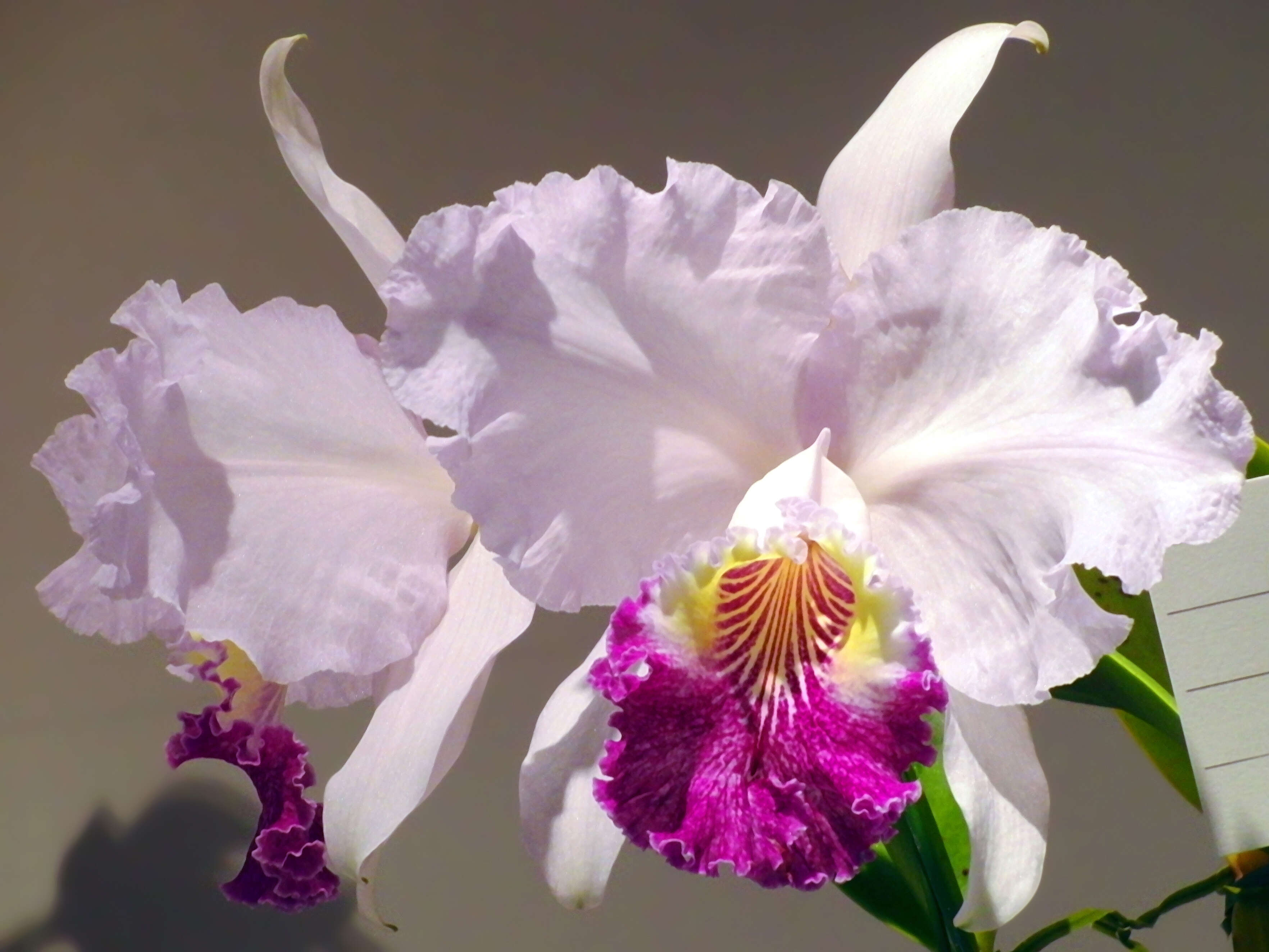 Plancia ëd Cattleya lueddemanniana Rchb. fil.