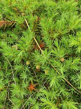 Image of shore juniper