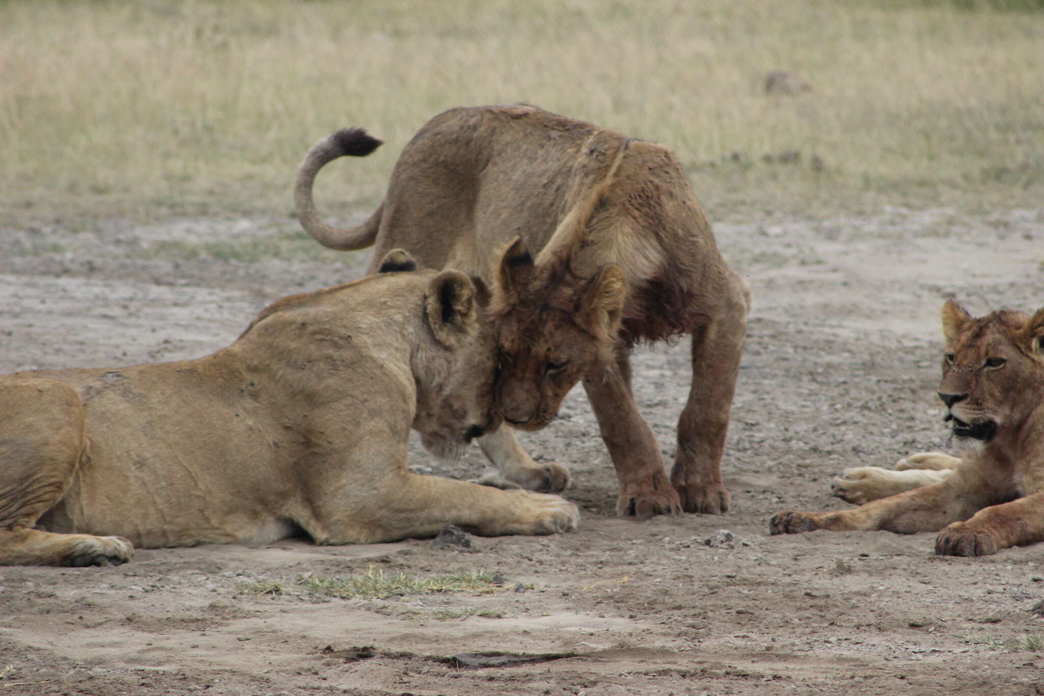 Imagem de Pantherinae