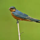 Image of Black-and-rufous Swallow