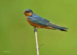 Image of Black-and-rufous Swallow