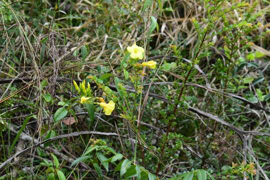 Image de Mesechites angustifolius (Poir.) Miers